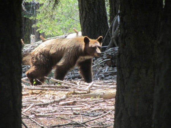 Sequoia National Park Bear (Custom)
